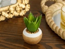 Aloevera Vased Artificial Flo Creative Simplicity