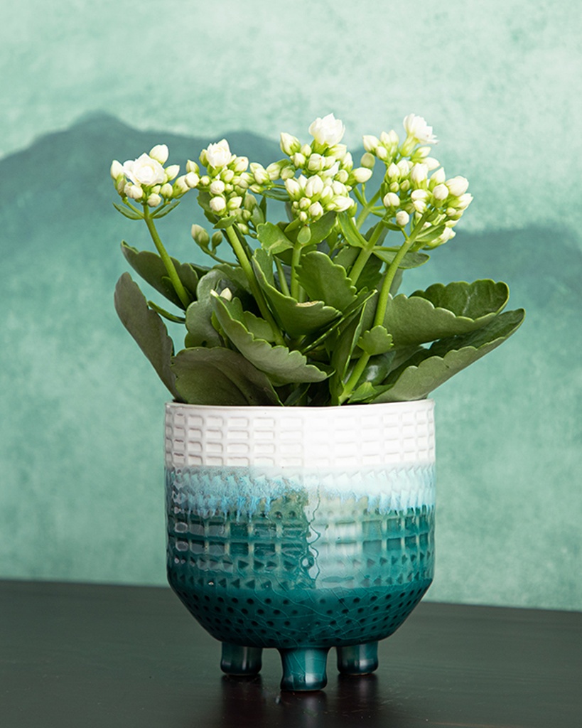 Sandra Flowerpot Blurred Lines